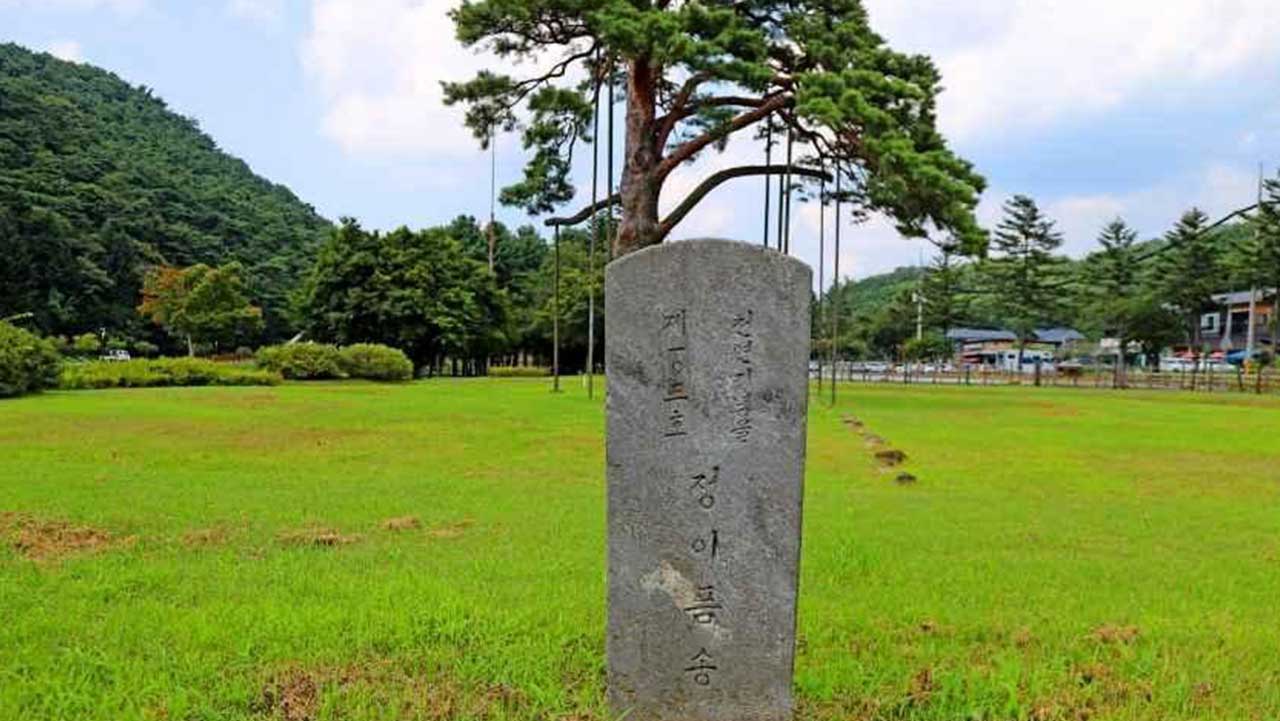 정이품송 앞쪽에 '천연기념물 제103호 정이품송'이라 한자로 새겨진 석비. / 한국관광공사
