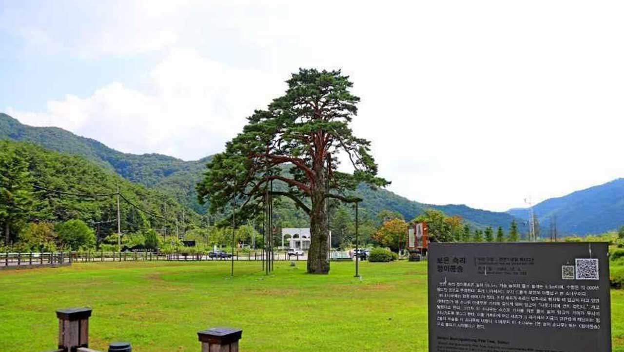 나무의 역사와 관람 수칙이 안내판으로 설치돼 정갈하게 보호되고 있는 정이품송 관람 구역. / 한국관광공사