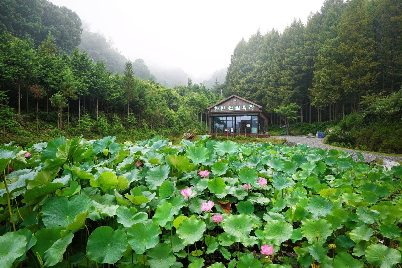 화인산림욕장 전경. / ⓒ한국관광콘텐츠랩-노희완