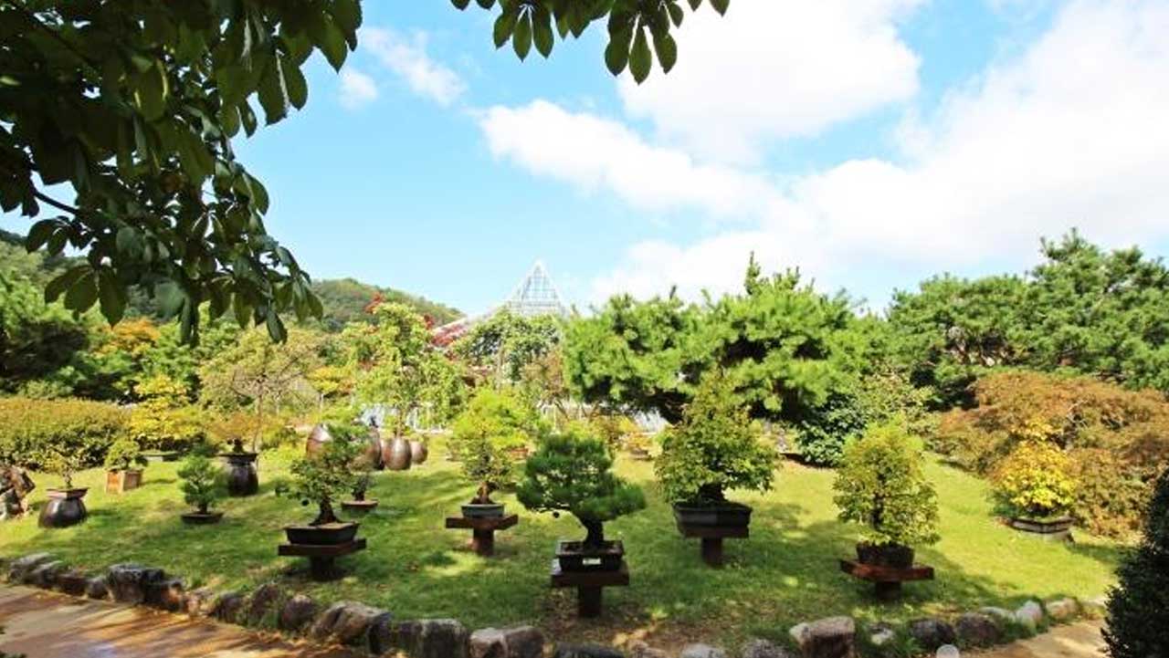 정성껏 가꿔진 다채로운 수형의 분재들이 야외 잔디밭 위에 가지런히 전시된 분재원. / 한국관광공사