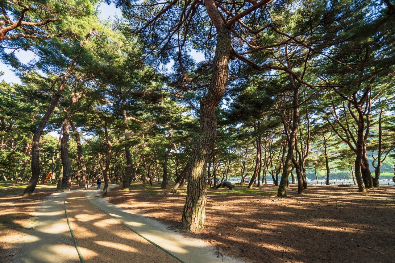 하동 송림공원 숲길 전경. / ⓒ한국관광콘텐츠랩-김지호