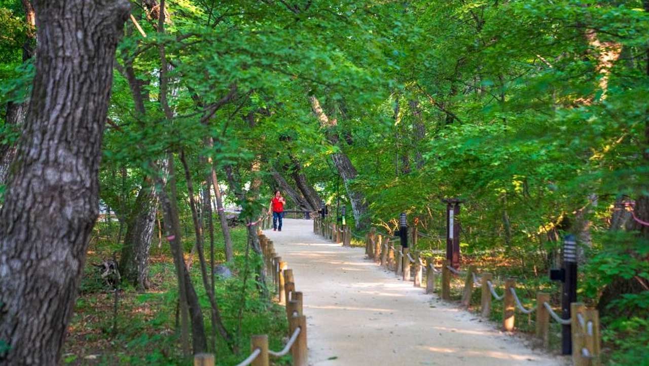 2만여 그루 활엽수가 만든 시원한 나무 그늘 아래 1.6km 동안 평탄하게 이어지는 숲길. / 한국관광공사