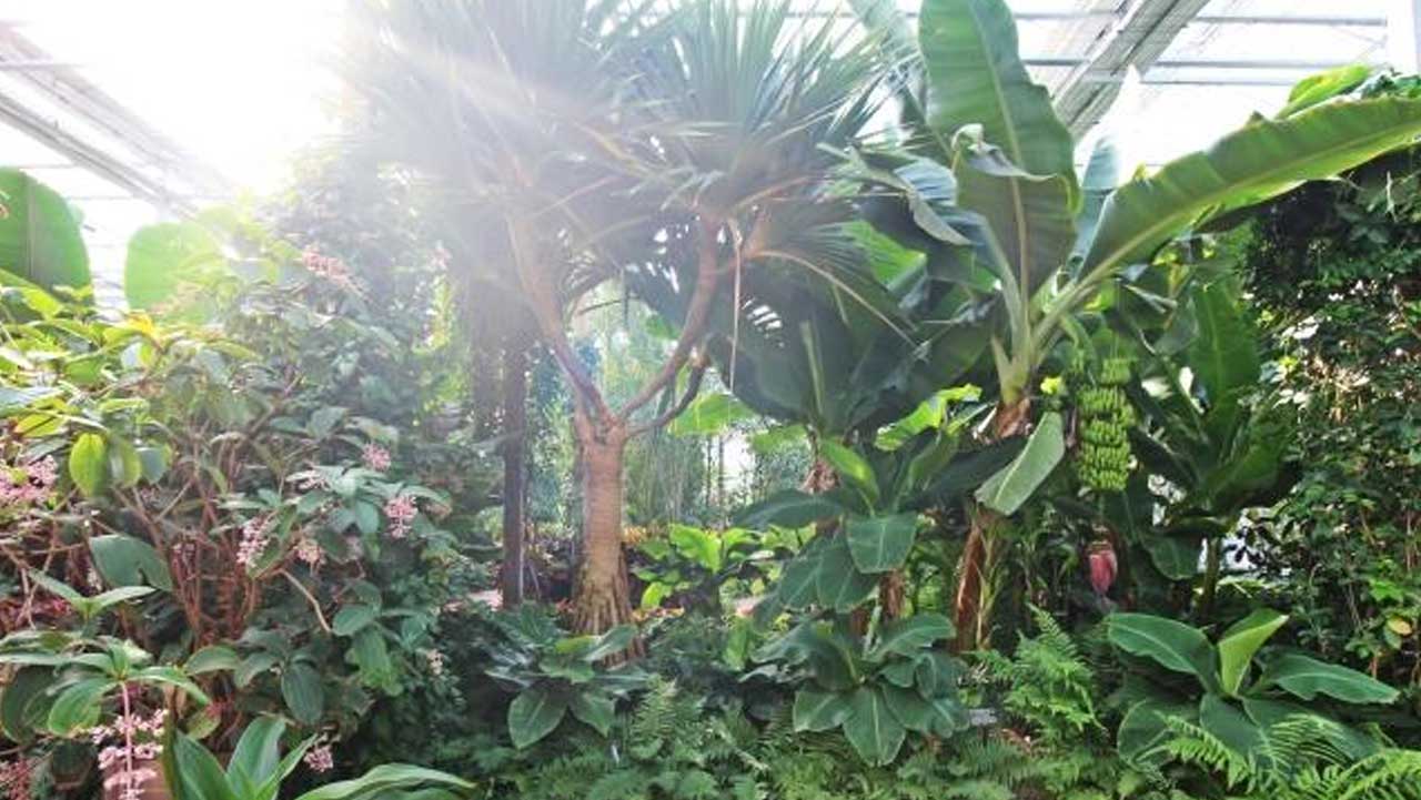 바나나 등 이국적이고 울창한 열대 식물과 과수들을 관람할 수 있는 실내 열대과일원 내부. / 한국관광공사