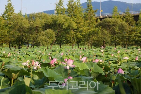 양평 세미원 지방정원/투어코리아뉴스 김경남 기자            사진=양평군