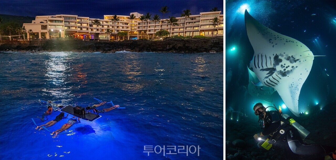하와이 빅아일랜드 코나에서는 대형 가오리를 관찰할 수 있다./사진-아웃리거 리조트