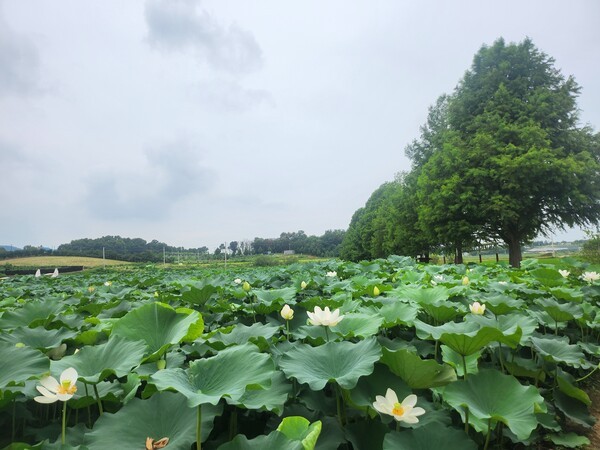 성호호수 연꽃 (사진제공=이천시청)