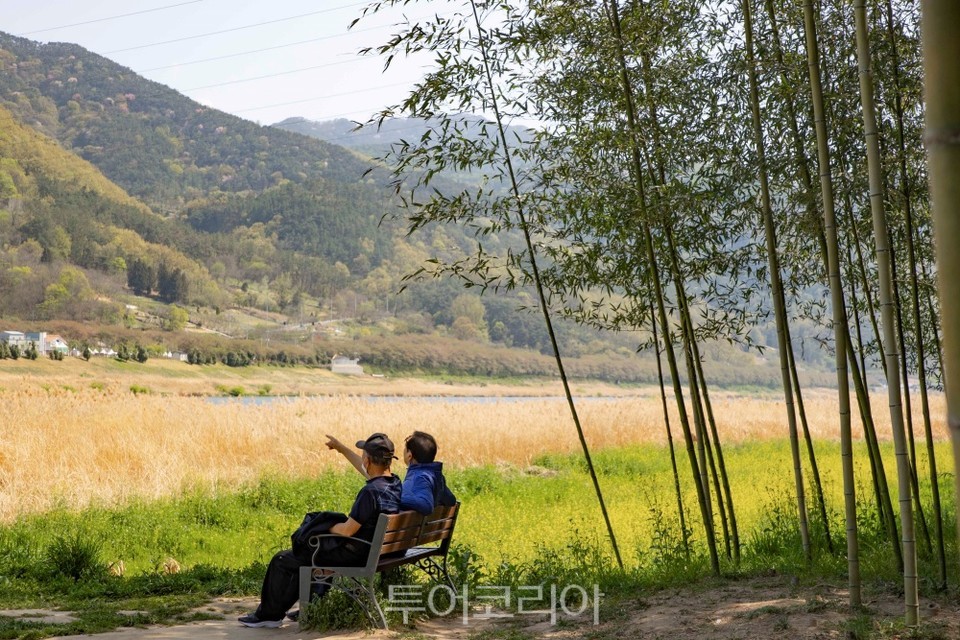 야생 갓꽃 활짝 핀 구례 섬진강 대나무숲길