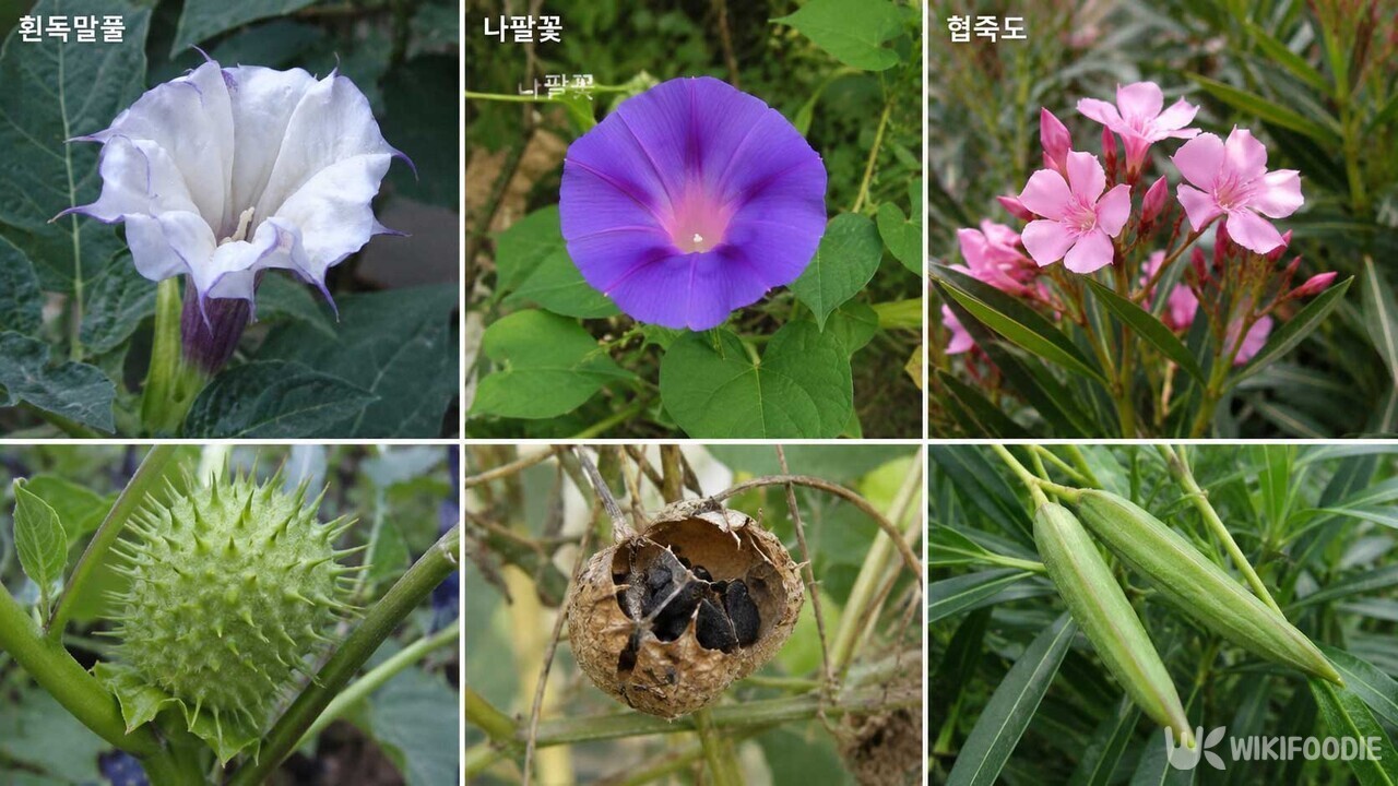8~9월 조심해야 할 꽃들. / 위키푸디