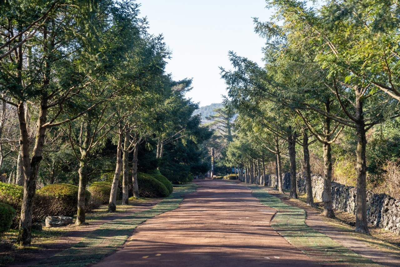 제주 비자림 산책로. / ⓒ한국관광콘텐츠랩-김지호
