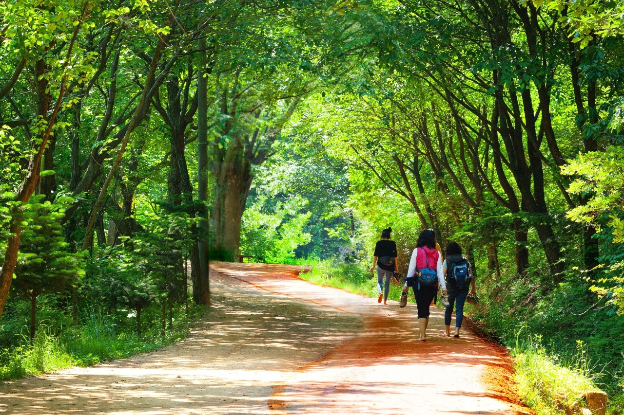 대전 계족산 황톳길을 걷고 있는 시민들. / ⓒ한국관광콘텐츠랩-IR 스튜디오