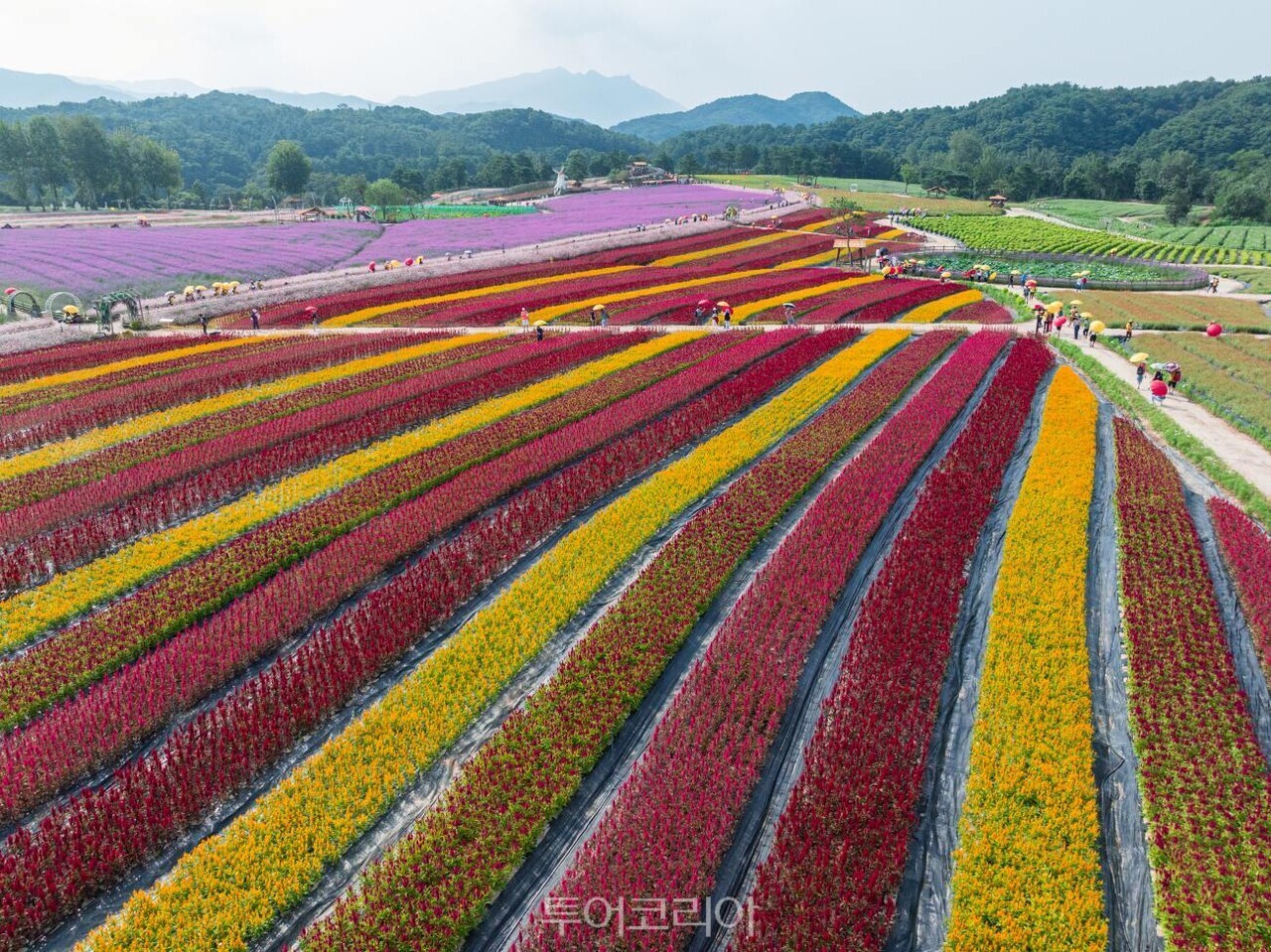 철원 고석정 꽃밭/사진-철원군