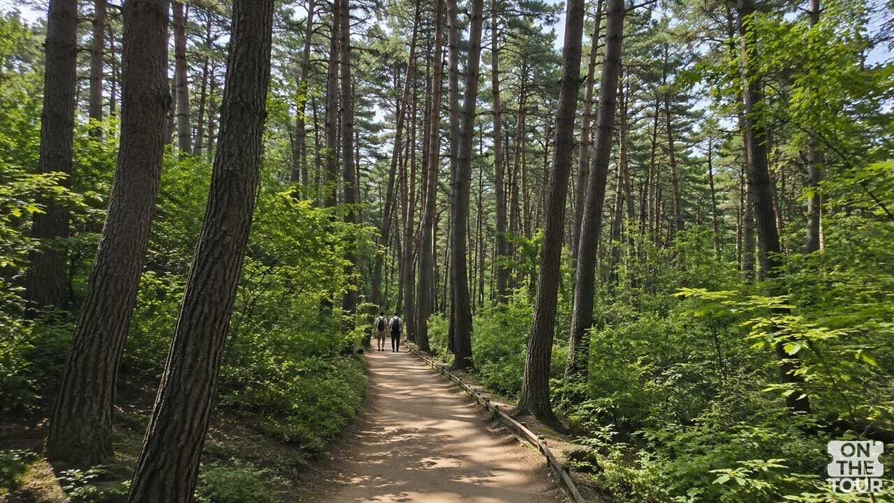 빽빽한 소나무와 참나무 사이를 거닐도록 새로 튼 탐방로. (AI 생성) / 온더투어