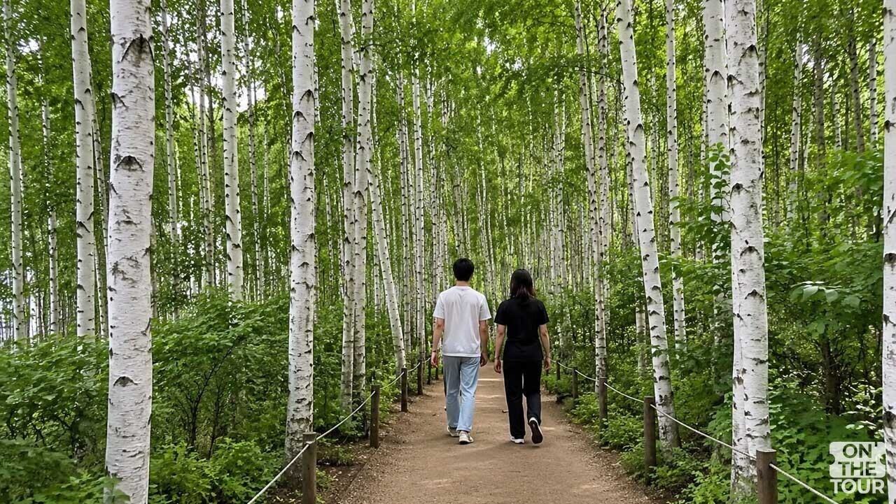 하얀 자작나무가 길게 늘어서 장관을 이루는 5.3km 산책로 구간. (AI 생성) / 온더투어