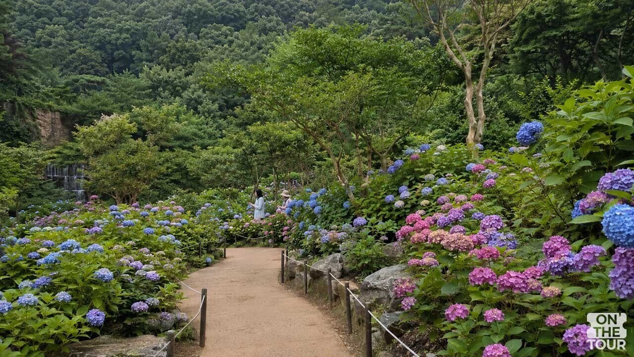 숲해설가의 설명도 함께 들을 수 있는 수국 정원. (AI 생성) / 온더투어