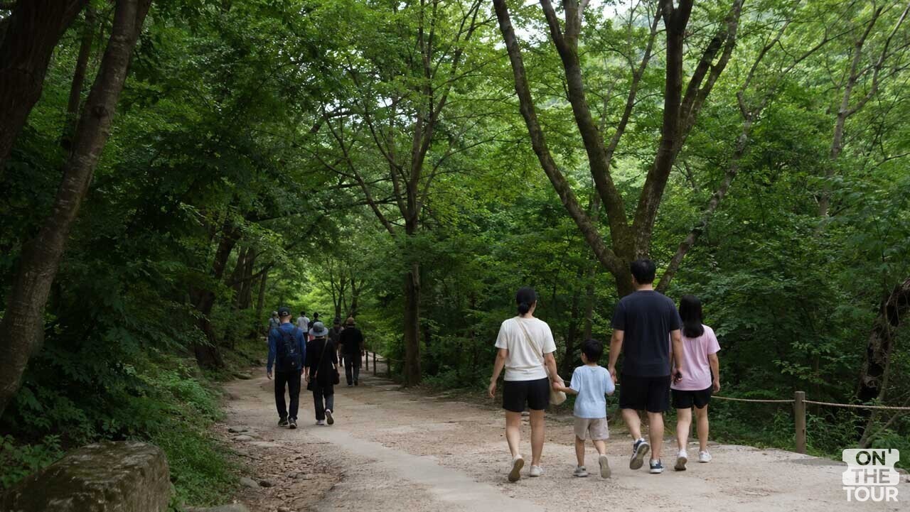울창한 숲 그늘 아래 평탄하게 이어져 온 가족이 함께 거닐기 좋은 속리산 세조길 산책로. (AI 생성) / 온더투어