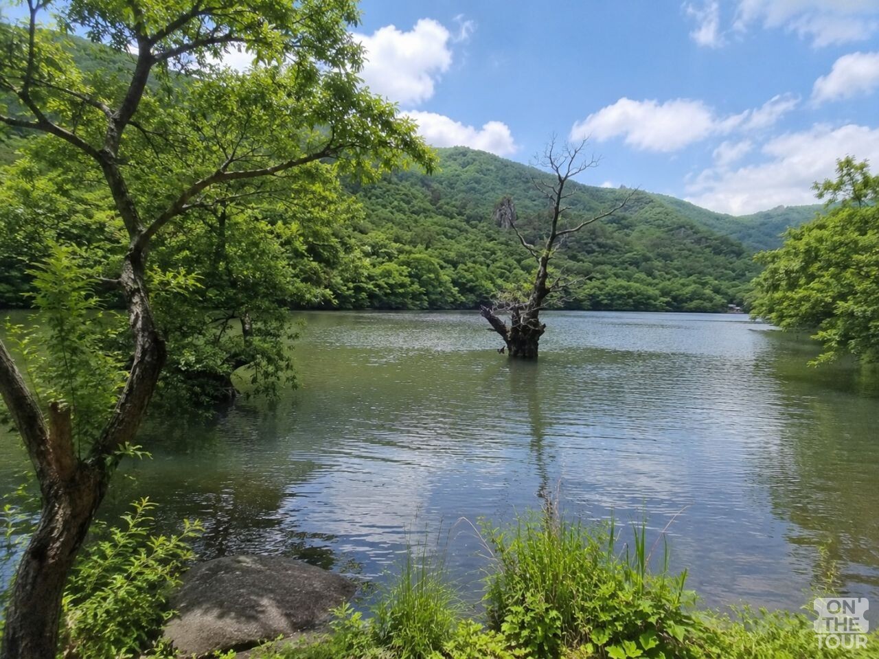 청송 주산지 전경. (AI 생성) / 온더투어