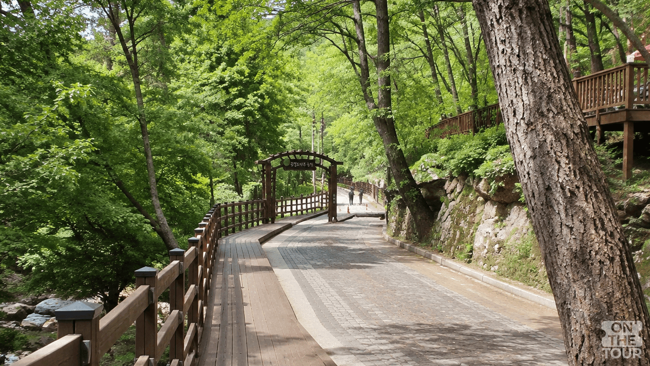 치악산 금강소나무 숲길. (AI 생성) / 온더투어