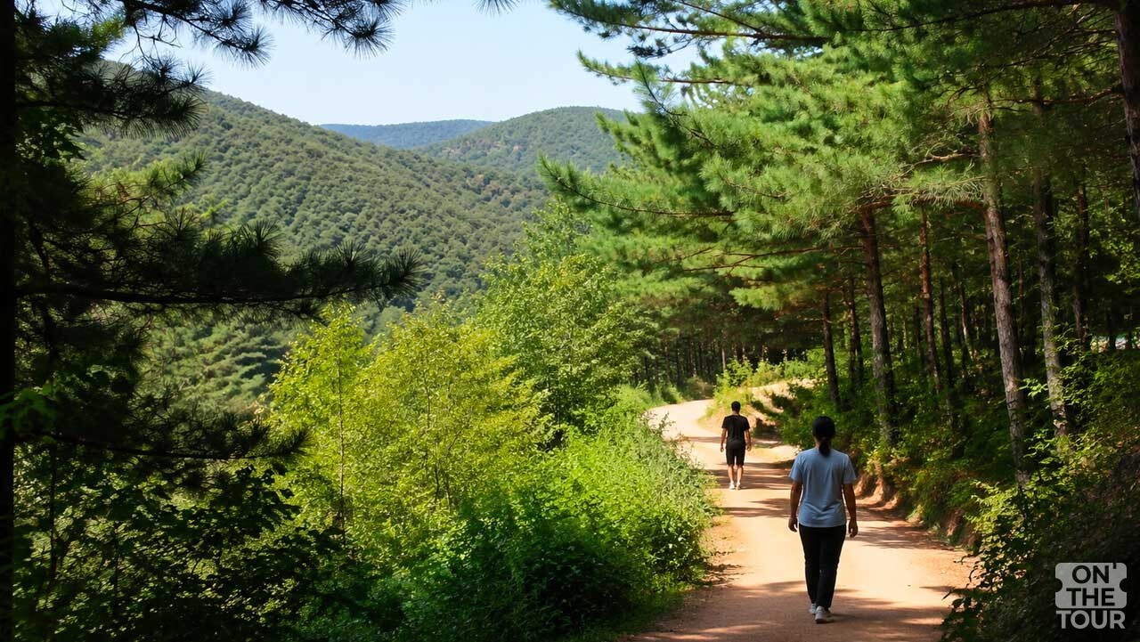 울창한 숲과 산세가 어우러진 경북 봉화 국립백두대간수목원 산책로. (AI 생성) / 온더투어