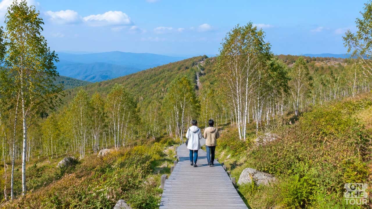 고산지대 자작나무 숲과 산책로 풍경. (AI 생성) / 온더투어