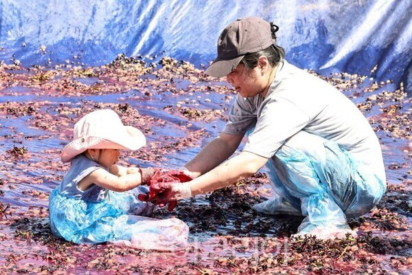 송산포도축제장에서 엄마와 아기가 포도체험을 하고 있 다/투어코리아뉴스 정명달 기자   사진=정명근SNS
