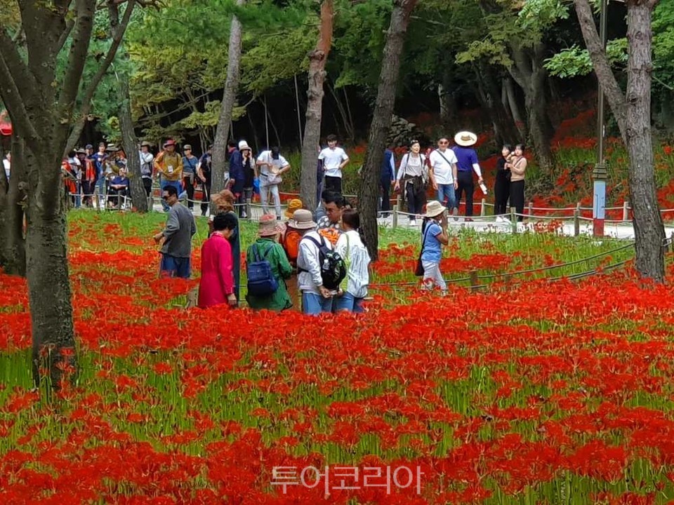 영광불갑산상사화축제/사진-영광군