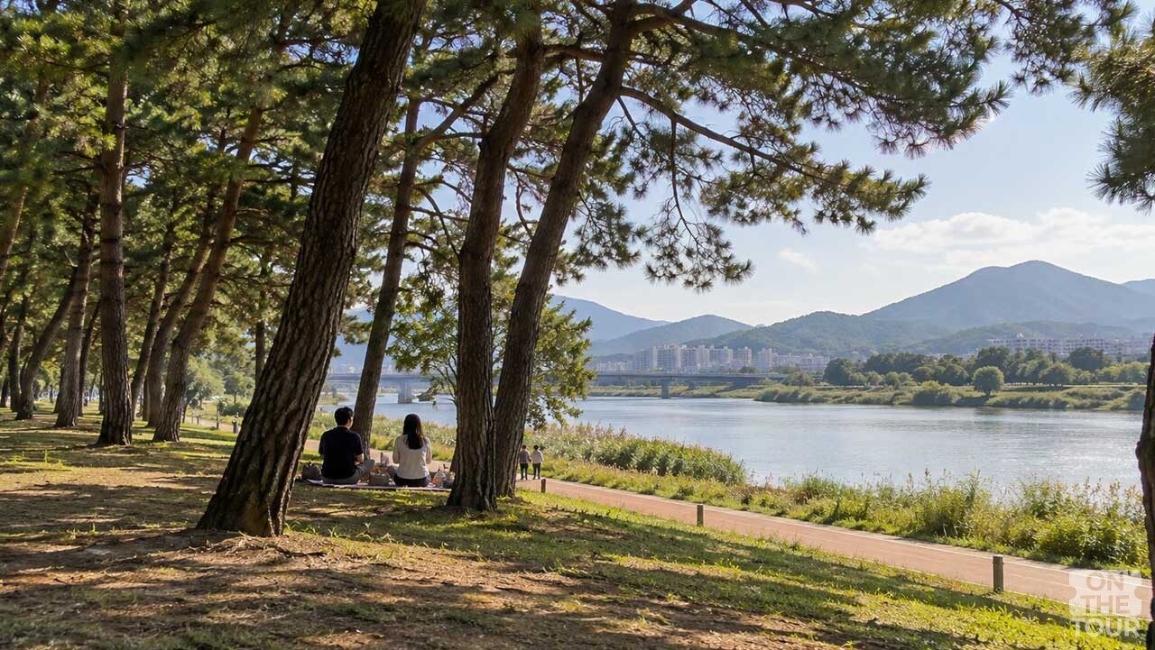 밀양강을 따라 이어진 소나무 숲 아래에서 돗자리를 펴고 쉬는 삼문송림. (AI 생성) / 온더투어