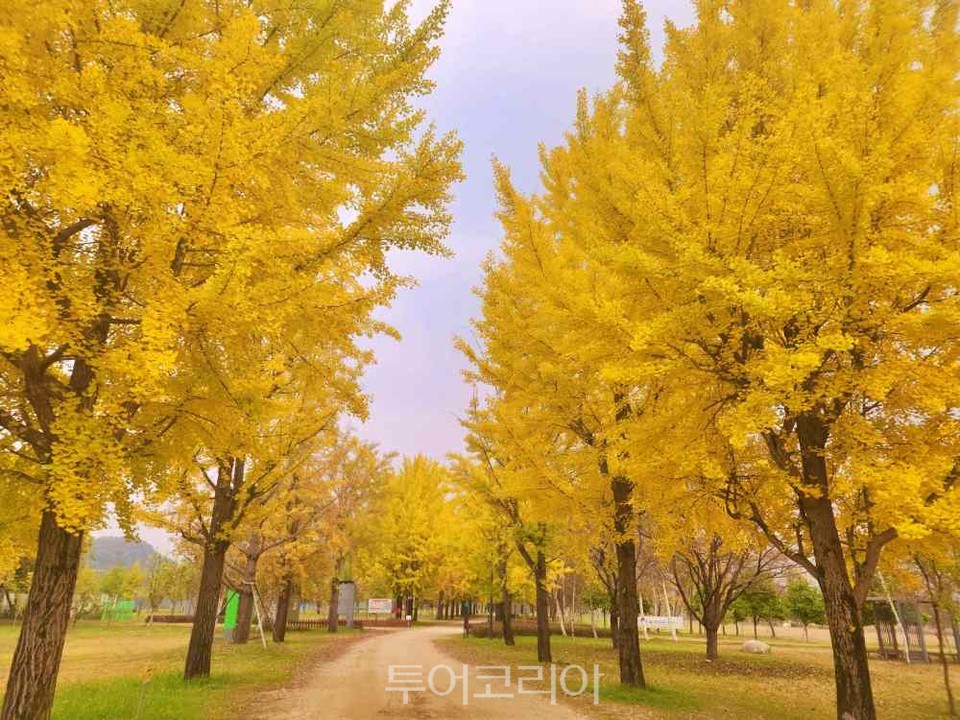 노랗게 물든 강천섬 은행나무길&nbsp;