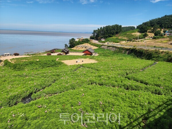 백수해안도로에 조성한 코스모스 꽃밭 전경/사진=영광군