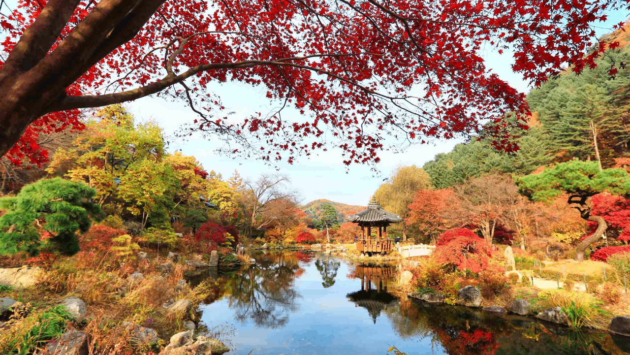 붉게 물든 단풍과 연못, 정자가 어우러져 그림 같은 수목원 가을 전경. / 아침고요수목원