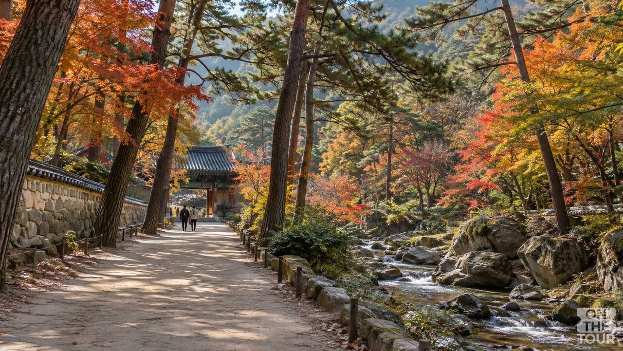 단풍과 소나무 사이로 계곡물이 흐르는 경북 영천 은해사 숲길. (AI 생성) / 온더투어