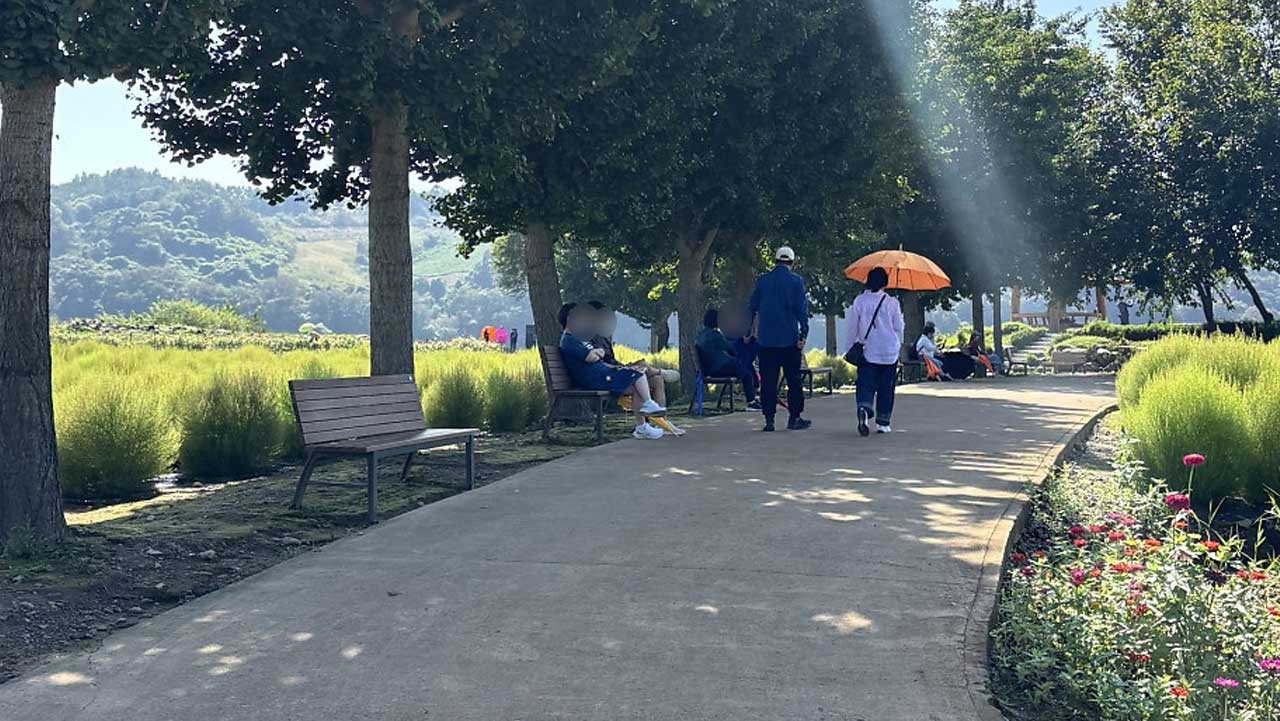 나무 그늘 아래 산책로를 따라 관람객들이 걷고 있다. / 연천군
