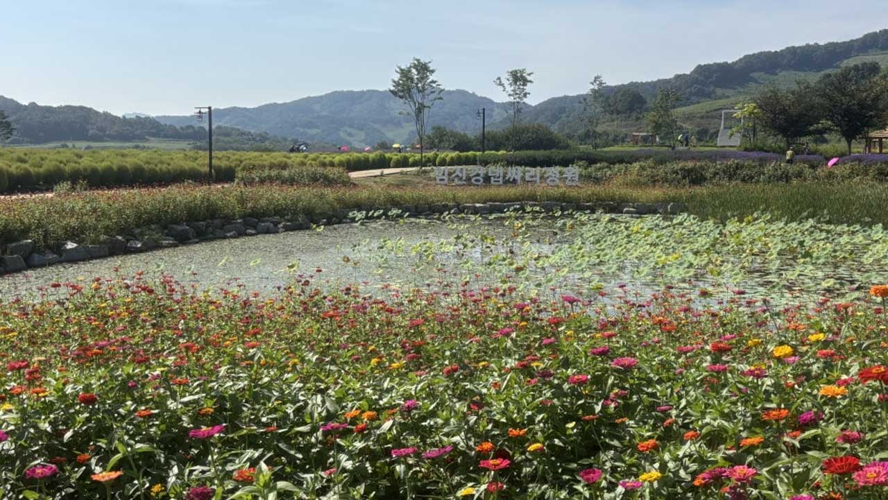 댑싸리와 가을꽃이 넓게 펼쳐진 임진강 댑싸리정원 전경. / 연천군