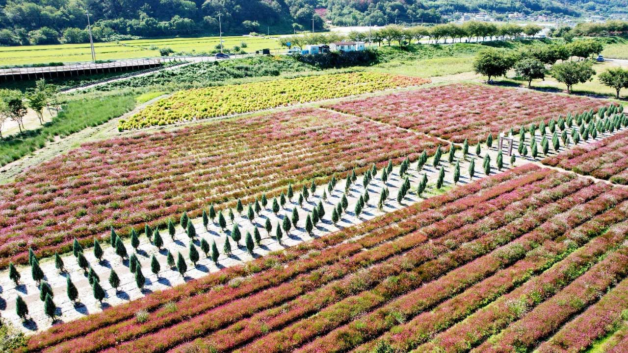 가을꽃과 초록 식물이 줄지어 펼쳐진 의령 기강 리치 꽃축제 행사장 전경. / 의령군청