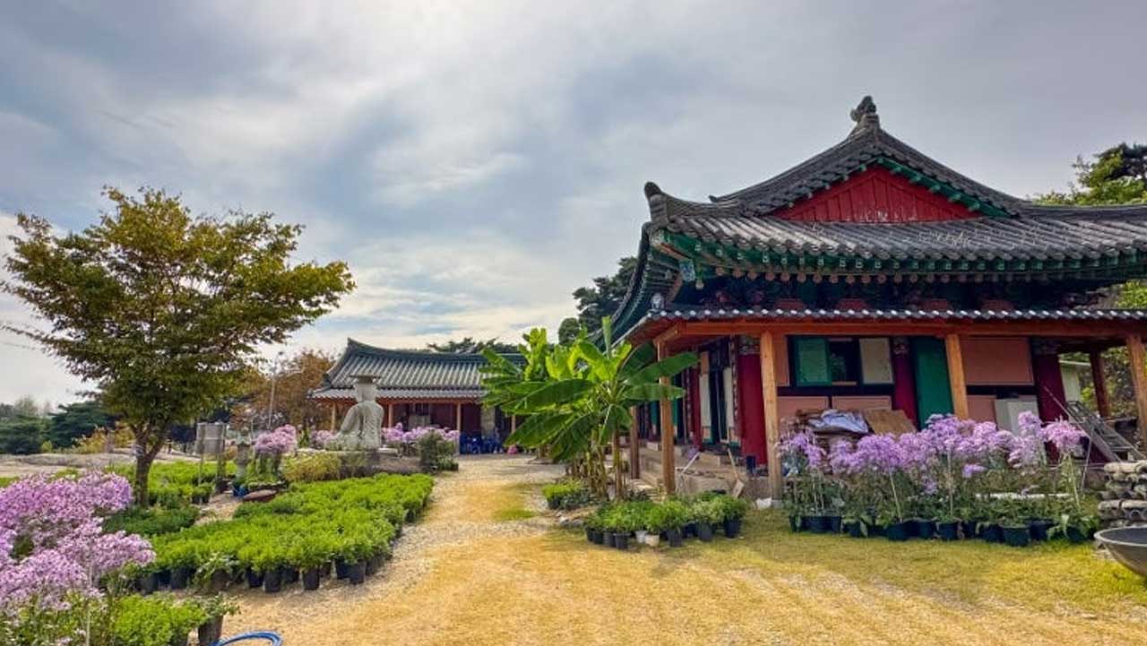 보랏빛 개미취로 둘러싸인 봉천사 경내 전경. / 문경시청