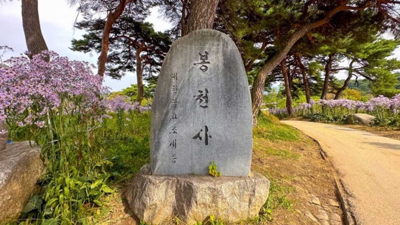 개미취 군락과 소나무 사이에 세워진 봉천사 표지석. / 문경시청