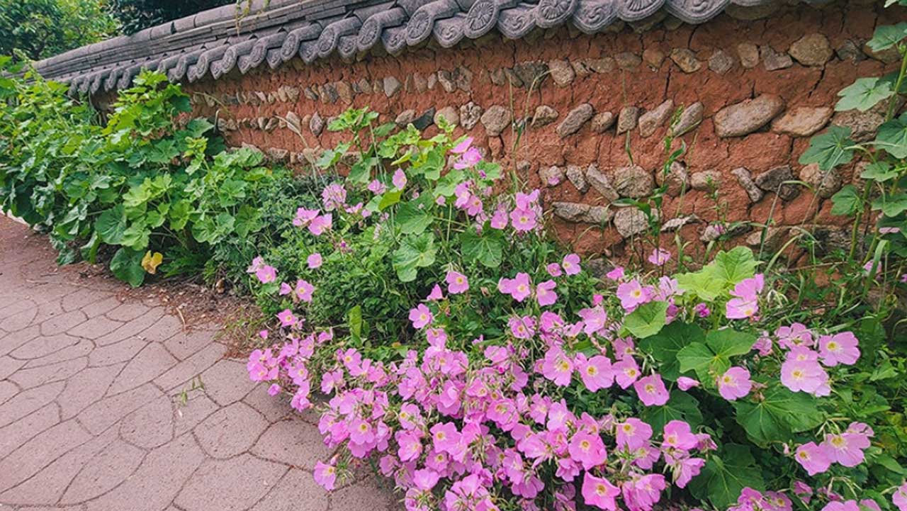 구림마을의 옛 돌담길을 따라 분홍빛 꽃이 피어 있는 모습. / 전남광주 공식 블로그