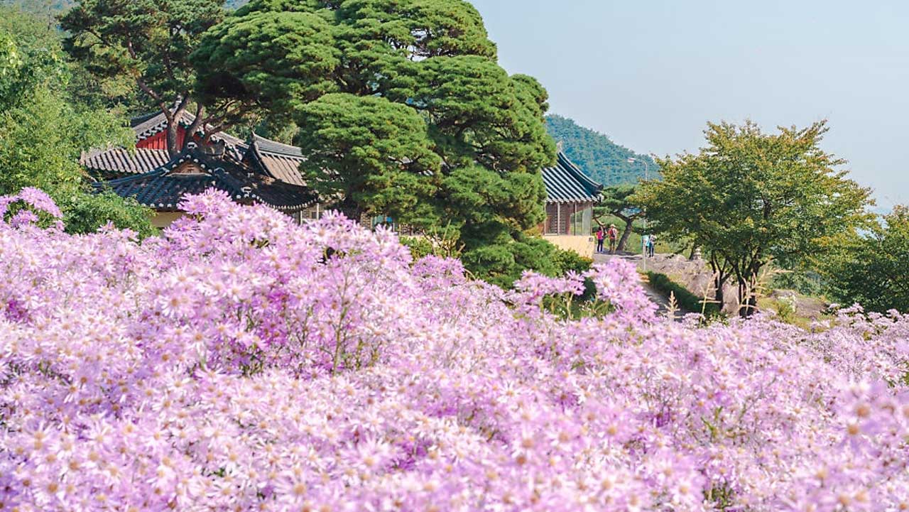 봉천사 경내 앞쪽으로 보랏빛 개미취가 흐드러지게 피어난 모습. / 문경시청