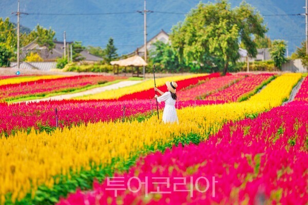철원고석정가을꽃밭/철원군 제공