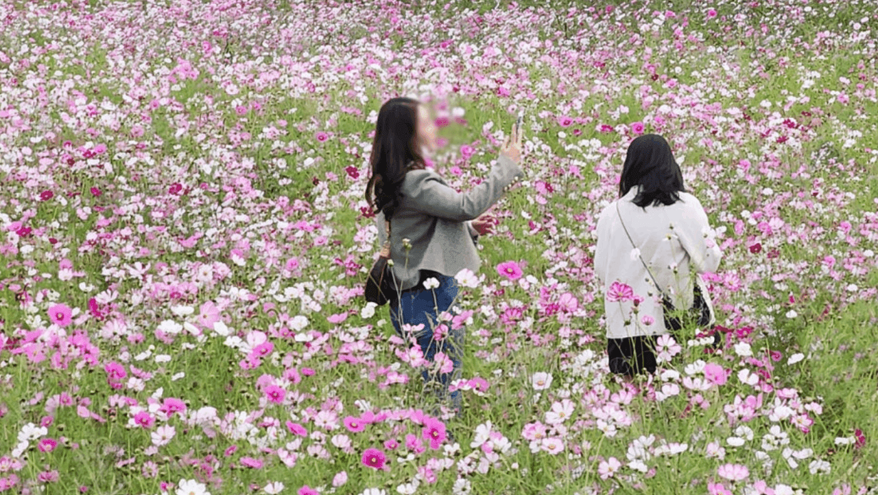 분홍빛 코스모스가 만개한 황룡친수공원 꽃밭을 방문객들이 걷고 있다. / 전남광주