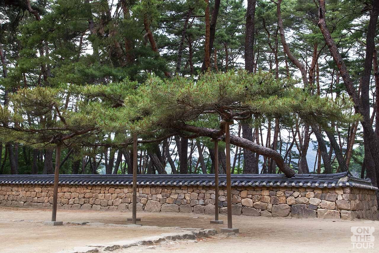 단종의 유배지인 영월군 청령포에 있는 소나무. / Cheonghae-shutterstock.com