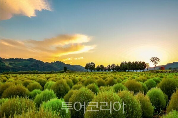 임진강 댑싸리 정원/투어코리아뉴스 정명달 기자 사진=연천군