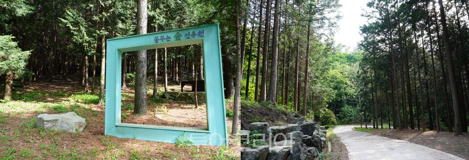 _꿈꾸는 숲 선유원의 편백숲길과 편백나무 산책길/사진=보성군