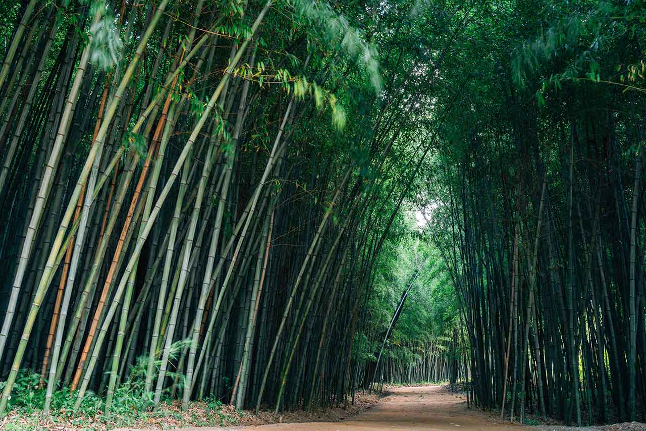 담양 죽녹대숲길. / Sanga Park-shutterstock.com
