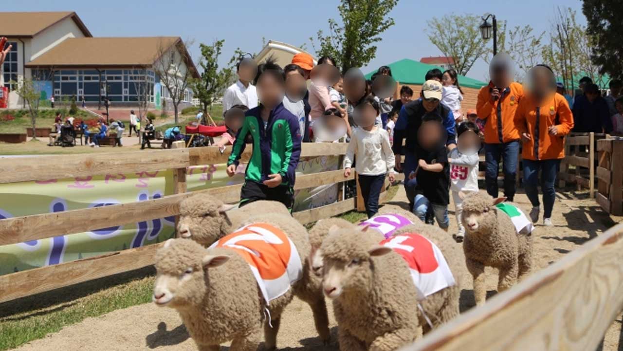 색색의 조끼를 입은 양들이 관람객 앞을 달리는 가축 공연. / 안성 문화관광