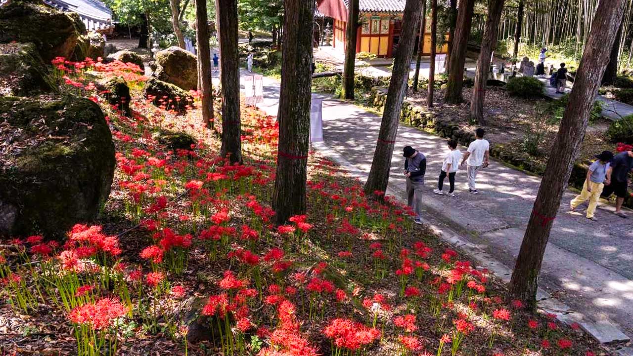 붉은 꽃무릇이 숲길을 따라 피어난 하동 쌍계사 경내. / 쌍계사 홈페이지