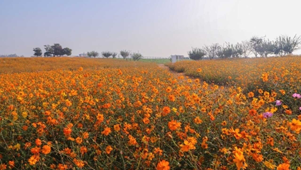 산책로 양옆으로 주황빛 코스모스가 가득 피어난 농협안성팜랜드. / 농협안성팜랜드