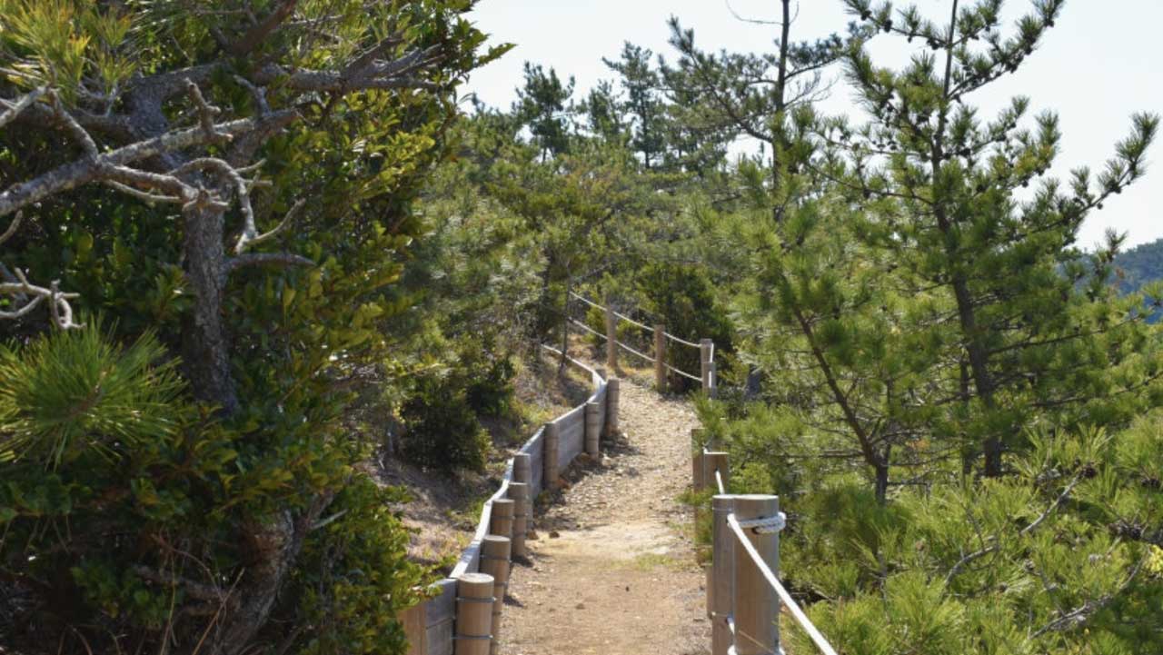 곰솔 사이로 이어진 조도바래길의 완만한 숲길. / 조도마을회