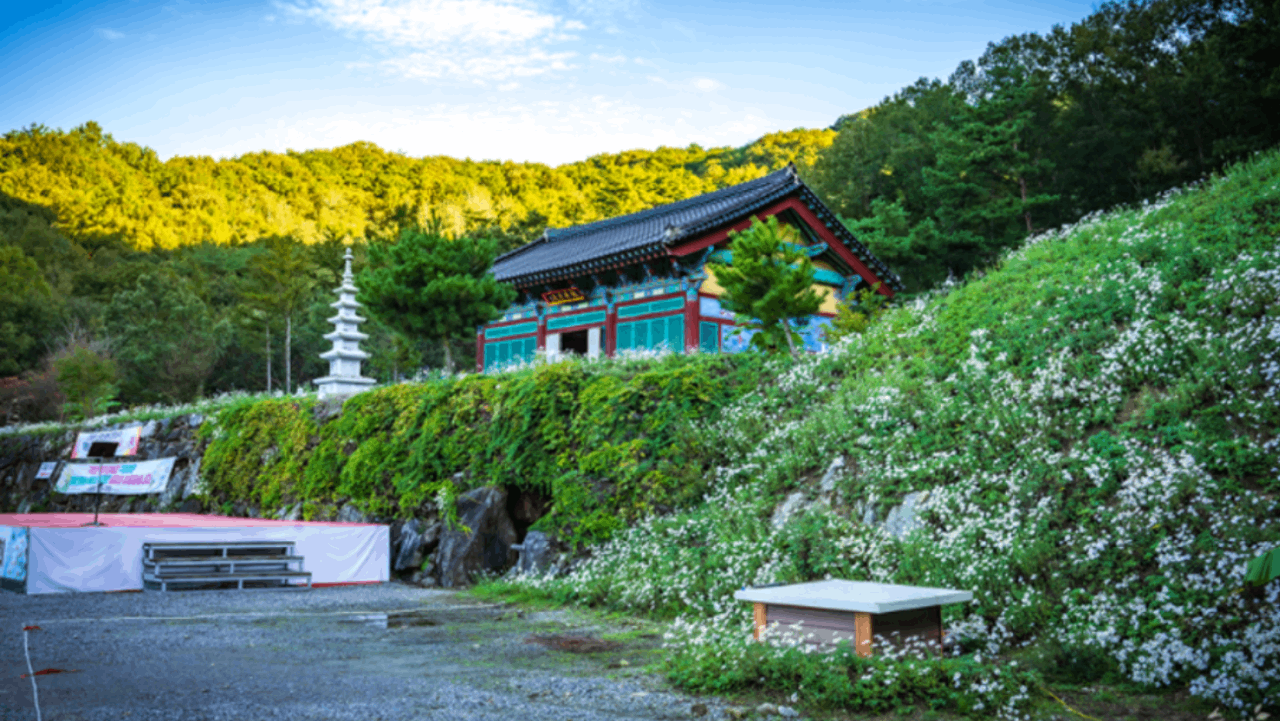 구룡사 경내와 산비탈을 가득 메운 하얀 구절초 풍경. / 공주시청