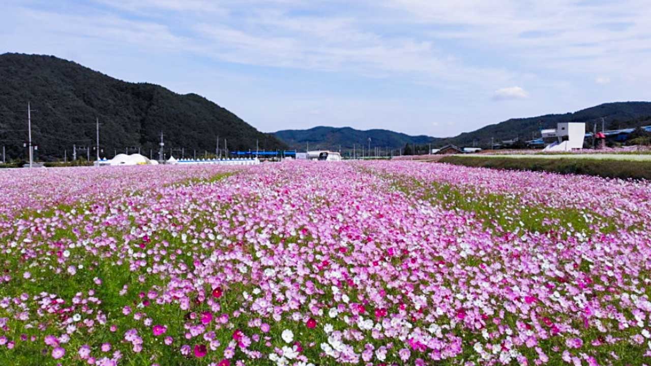 북천면 들판을 가득 채운 코스모스와 뒤편 산자락. / 하동군 