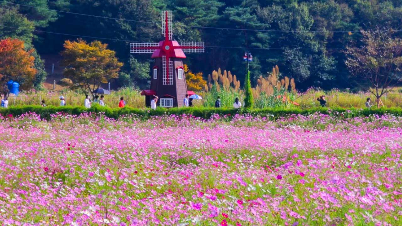 풍차 모형 앞 들판에 분홍빛 코스모스가 펼쳐져 있다. / 하동군 